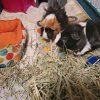 Three Little Pigs Cavy Haven