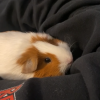 Four bonded female guinea pigs need rehomed