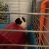 Male Guinea Pig in need of new home