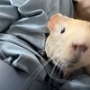 9 Month Old Boy Guinea Pig Waterloo/London ON