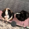 Two Fixed (Boy &amp;amp; Girl) 4 y/o Abyssinians!