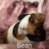Adopt A Guinea Pig Family Of 3!