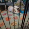 Need to rehome several guinea pigs