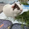 Need to re-home two healthy male guinea pigs