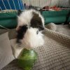 Bonnie (guinea pig, 5 years old)