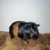 Two 5 Month Old Guinea Pigs