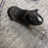 Two Baby Boy Guinea Pigs