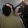 2 one year old male guinea pigs!
