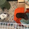 Two adult male guinea pigs, cage, accessories