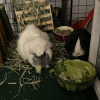2 Bonded Guinea Pigs-Cage &amp;amp; Supplies Included