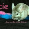 Georgia Chinchilla Rescue