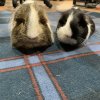 2 guinea pigs (sisters)