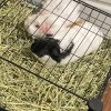 Brownie, Marshmallow,Oreo looking for a home