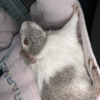 3 boys and 3 girls for adoption