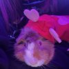 2 female and 1 male Guinea pig