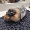 Tricolor Male Abyssinian Guinea Pig