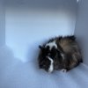 10 Week Old Male Guinea Pig for Adoption