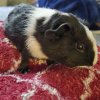 Guinea pigs to good homes