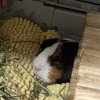 4 Sweet Female guinea pigs need your love