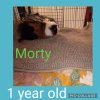 Rescued Male Guinea Pigs