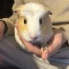 Two Female Guinea Pigs need new home!