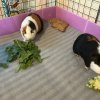 Pair of bonded male brothers guinea pigs