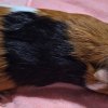 Bonded female pair approx. 1 year old