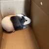 Two: 5 month old Female Guinea pigs