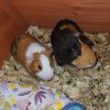 Lots of Guinea Pigs for Adoption