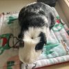 6 Female Guinea Pigs searching for a new home