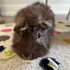 Pair of cute guinea pigs!