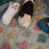 Need to rehome several guinea pigs