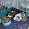 Adolescent Male Guinea Pigs | 6 months old