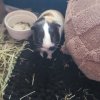 Two male guniea pigs