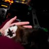 3 female, 1 male, need rehoming ASAP
