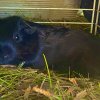 2 Male Guinea Pigs Needing Adoption