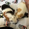 Rehoming 2 bonded male guinea pigs 9 mo.+2 yr