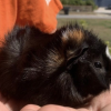 Two Fixed (Boy &amp;amp; Girl) 4 y/o Abyssinians!