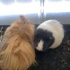 3 long hair guinea pigs