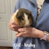 2 male 2 female bonded guineas