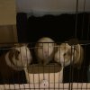 Three Adult Male Guinea Pigs