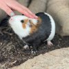 2 Friendly male guinea pigs in need of home