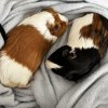 Adorable pair of guinea pigs - okc