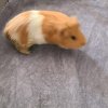 Two male guineas bonded