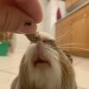 2 Male Guinea Pigs Bonded (1 year)