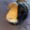 Male guinea pig about 3/4 years old