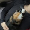 fooshi is looking for a new home