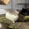 4 Bonded Male Guinea Pigs