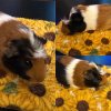 6 Cute Guinea Pigs