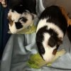 2 Male Guinea pigs ~2 years old